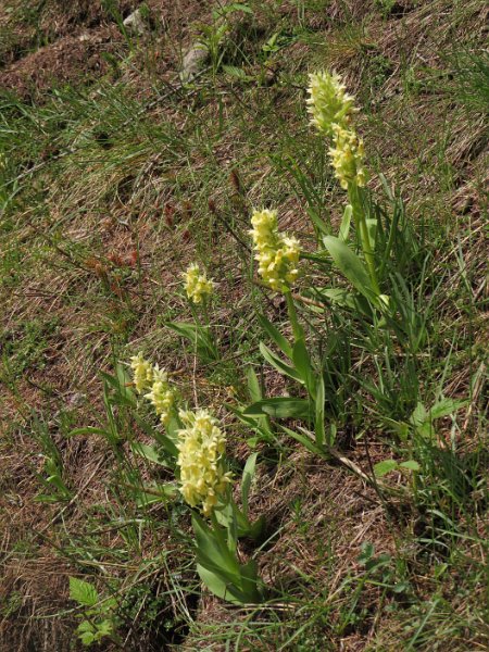 (27) Elder-flowered Orchid (Orchis sambucina).JPG